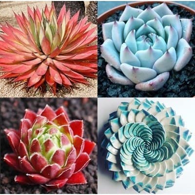 400 Sementes de Suculentas Raras com manual de plantio - T5 ll vx envio rápido