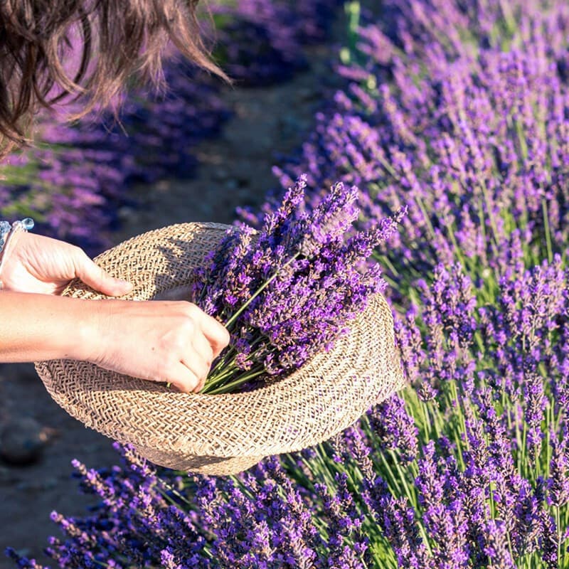 200 500 Sementes pcs Lavanda Flor de Jardim Repelente de Mosquitos Flor de Vainilha em Vaso Planta Balco
