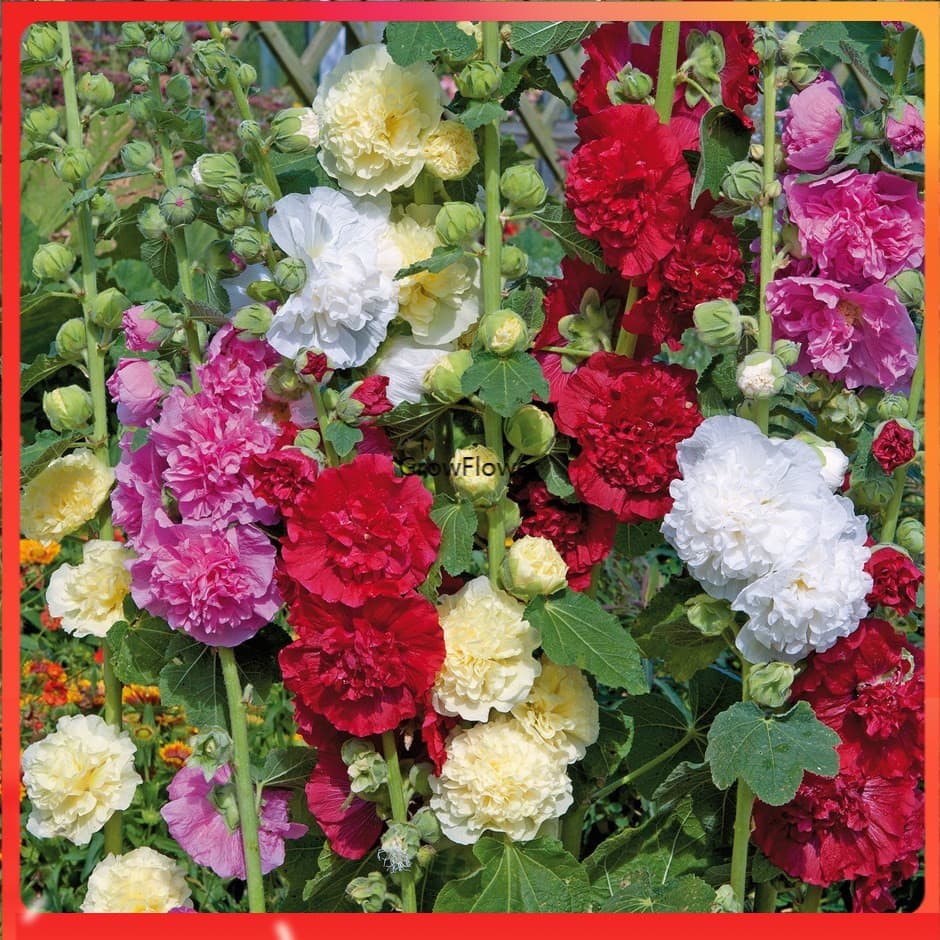 200 500 Sementes de Flor de Malva Dupla Elegância