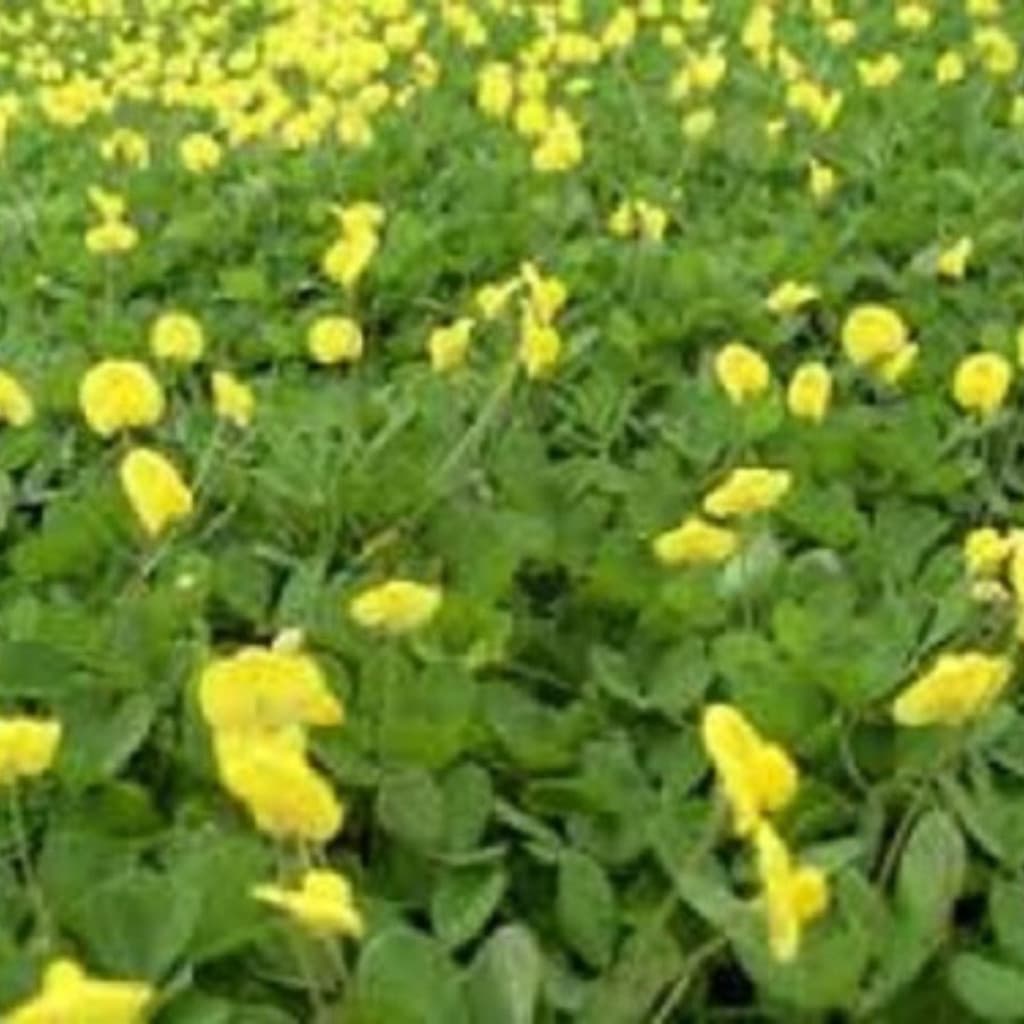 Amendoim Forrageiro 1000 Sementes Paisagismo E Adubação