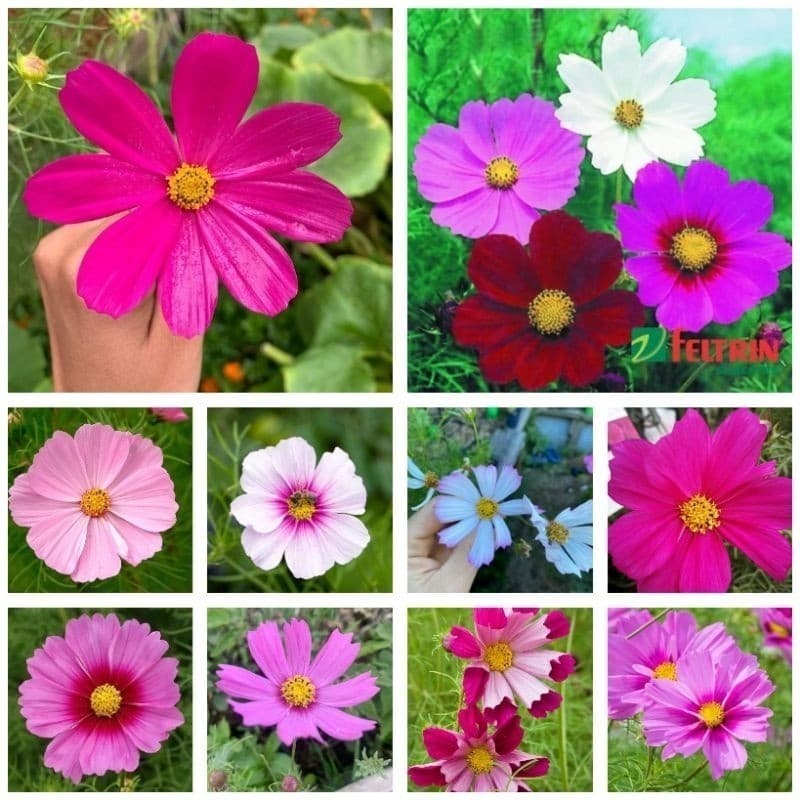 1000 Sementes Cosmos de Jardins Cores Exóticas.