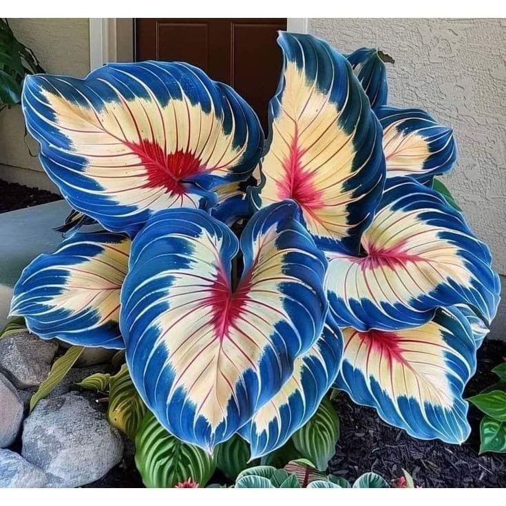 PROMOÇÃO ENVIO RAPIDO Caladium Andes Nebula 100 sementes com manual de cultivo Premium