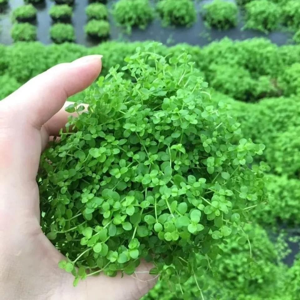 200 500 Sementes Misturadas de Plantas Aquáticas Bonsai Flor para Plantio ( /pacote) Aquário