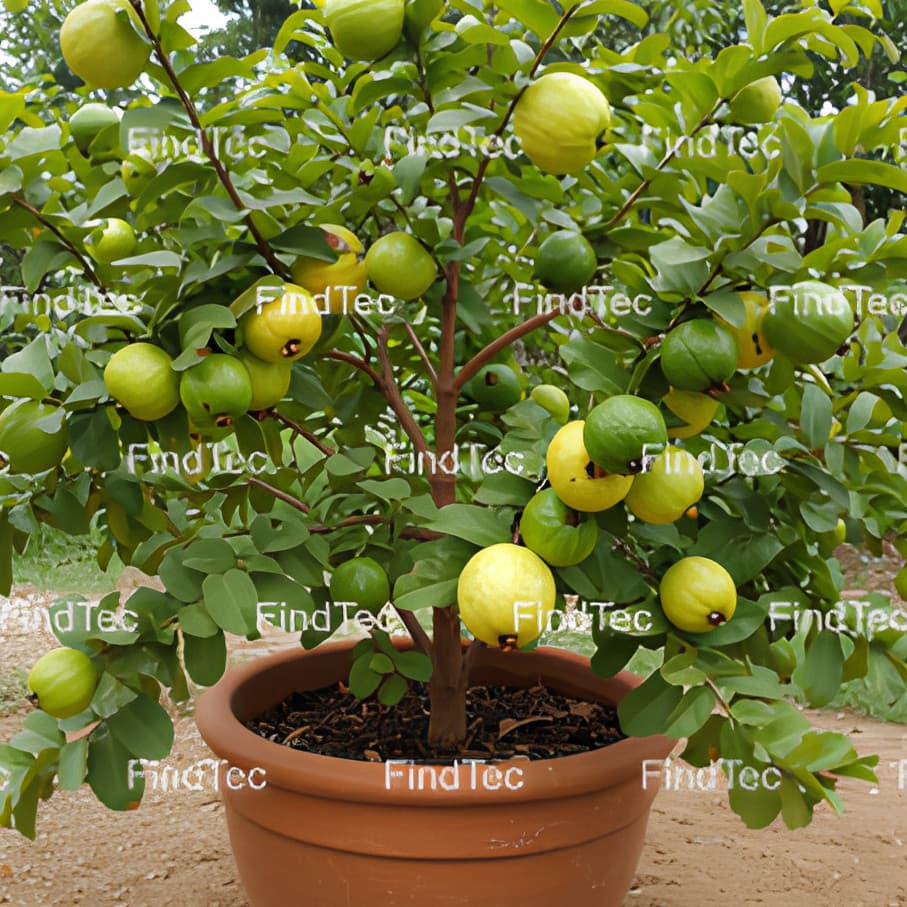 pacote sementes  de Goiaba Vermelha Gigante para vasos