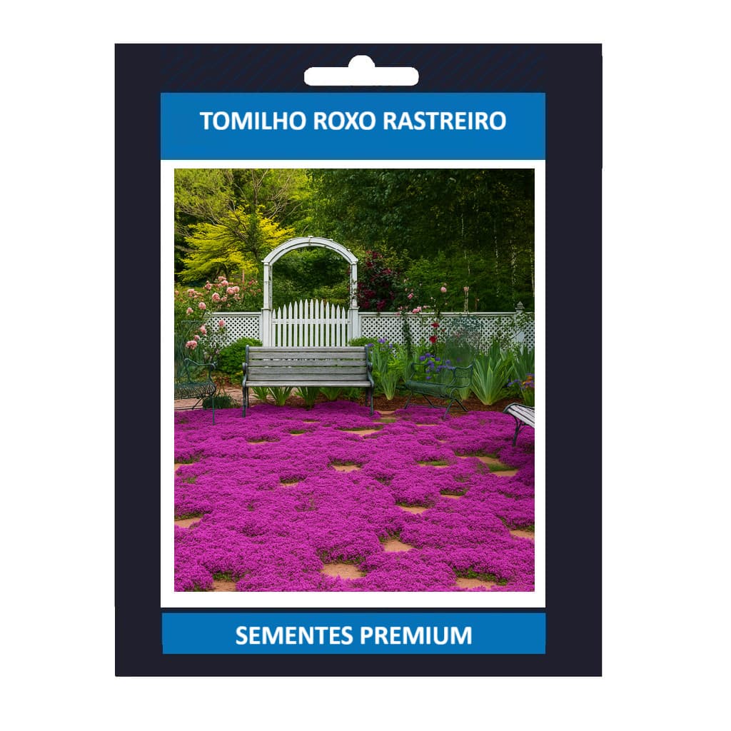 Promoção De 1000 Sementes De Tomilho Roxo Rasteiro Ervas Premium