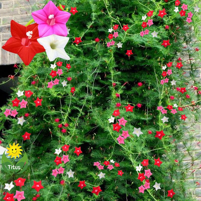 200 500 Sementes Legítimas de Flor de Cipreste Fresco para Plantio pcs Flor Trepadeira Planta Viva