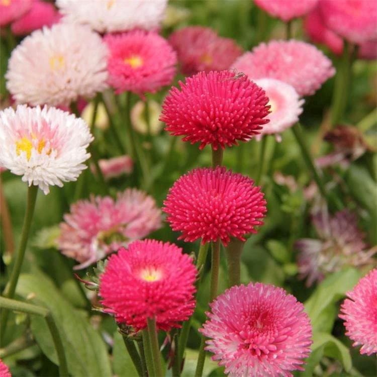 （200 500 sementes）Sementes de crisântemo imortal Quatro Estações Fácil Plantio de Crisântemo de Folha de Pinheiro