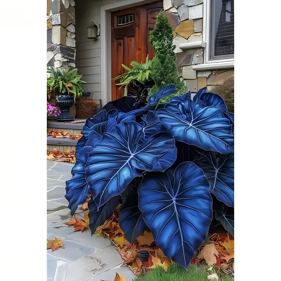 Liolin Garden 20 sementes Caladium 'Hannah' com manual de cultivo pronta entrega envio 24h