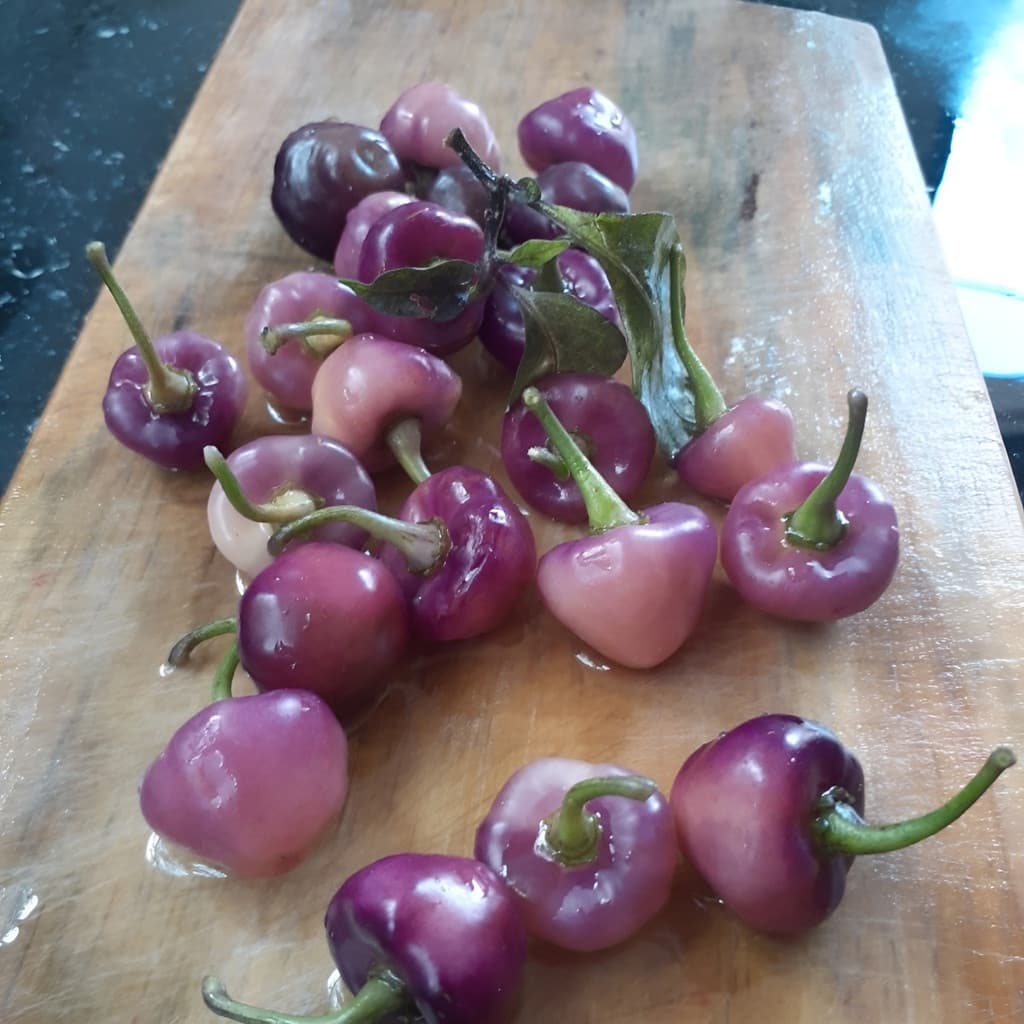 Rara  Sementes De Pimenta Cheiro Roxa Regional