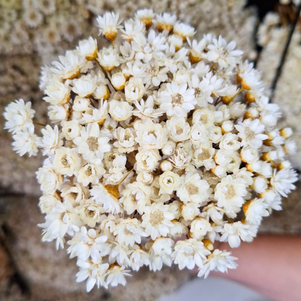 Flor Sempre Viva Premium Seca Desidratadas | 200 a 800 Flores Secas Para Decoração, Arranjo e Buquê