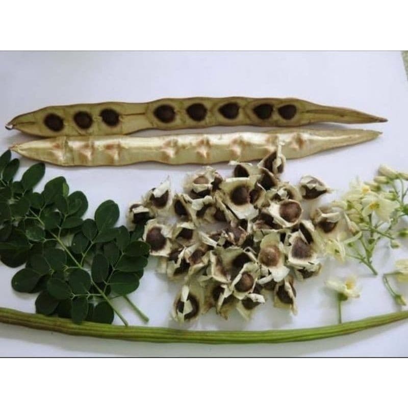 prazer de cultivar 250 Sementes Selecionadas Moringa Oliféra alimentação Animal.