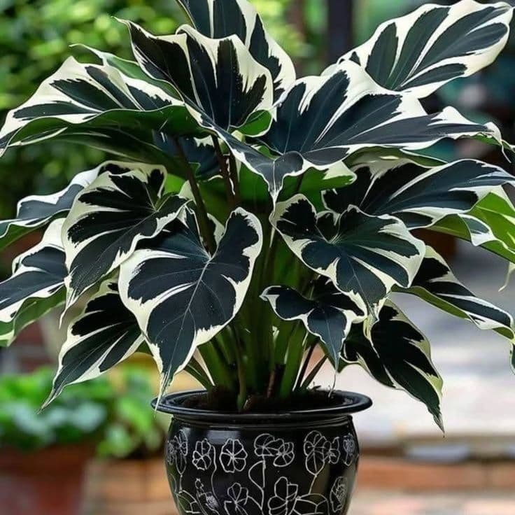 Caladium Vinha do Sol – 100 sementes com manual de cultivo