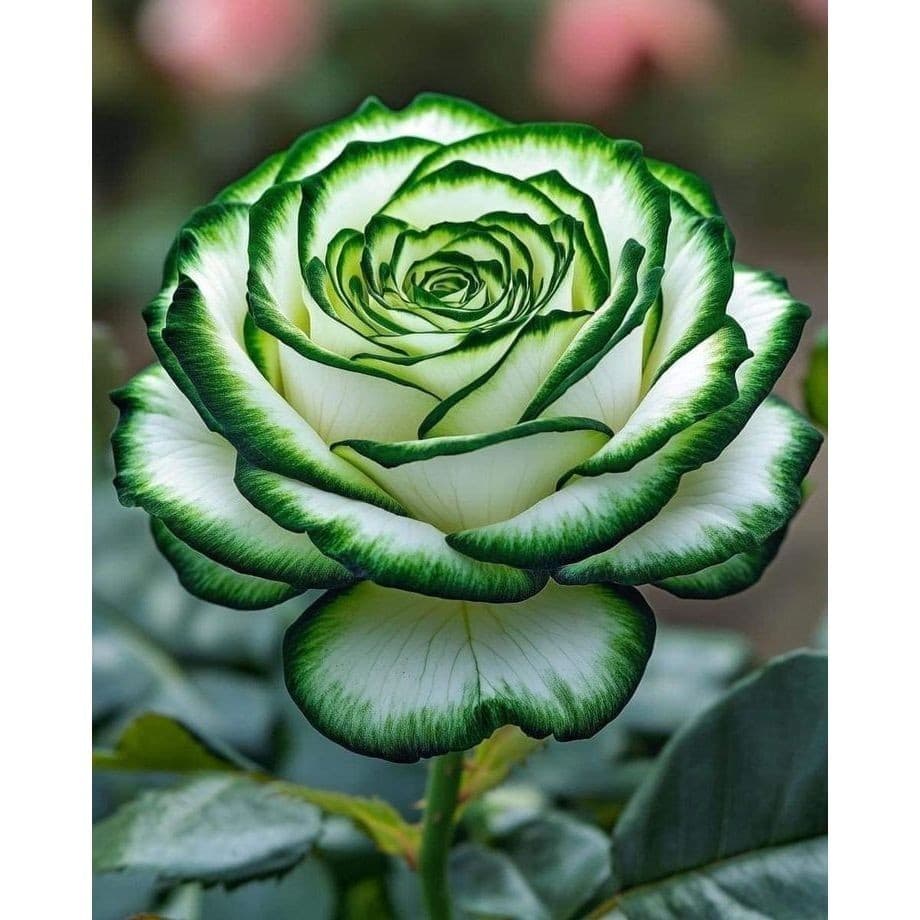 100 sementes Rosa 'Knock Out'  com manual de cultivo pronta entrega envio em 24h I ENVIO RÁPIDO