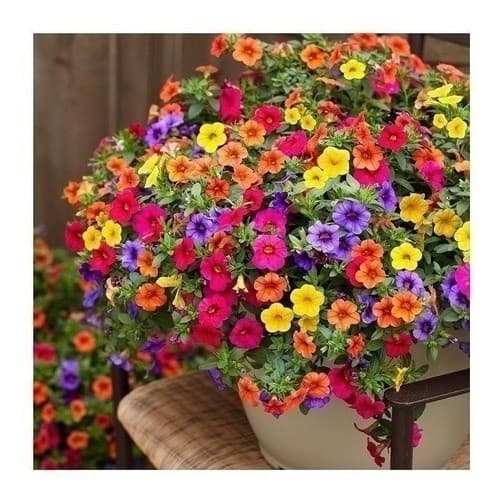 200 Sementes Flor Petúnia II