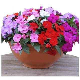 400 SEMENTES DE Beijos - (Phlox drummondii) ALTO SORTIDO - FLORES CHITINHA