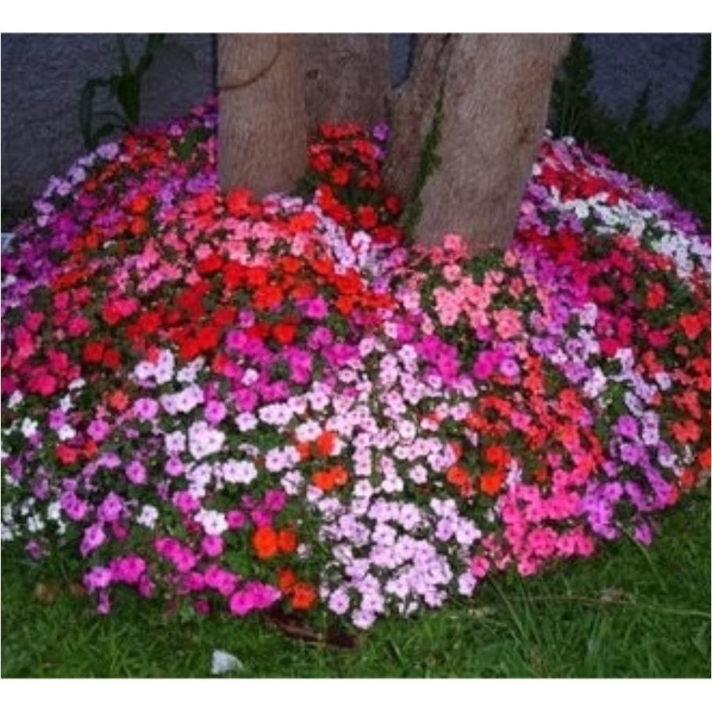 1000 Sementes Impatiens Anã Mix - Maria Sem Vergonha