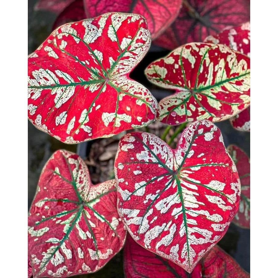 100 sementes caladium ‘‘Florida Moonlight’ com manual de cultivo pronta entrega envio em 24h l ENVIO RÁPIDO