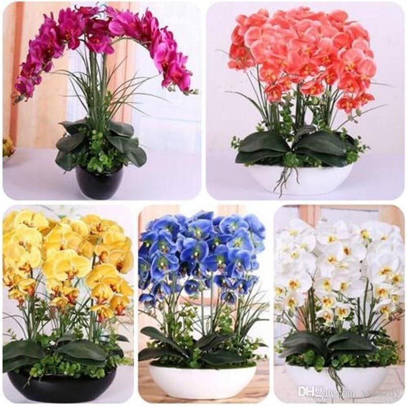 460 Sementes D Flor Orquidea Azul vermelha Rosa E Outras ENVIO RÁPIDO