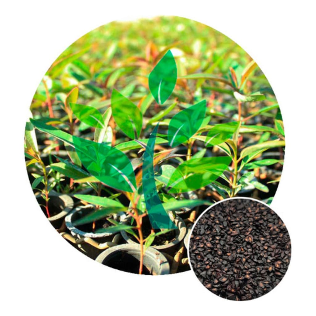 1000 Sementes De Eucalipto Citriodora Cheiroso