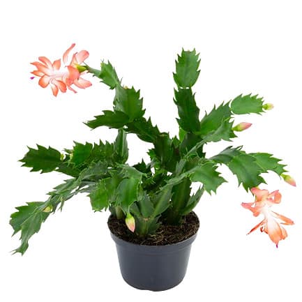 Flor de Maio Pote Tamanho 11 - Cor Sortida