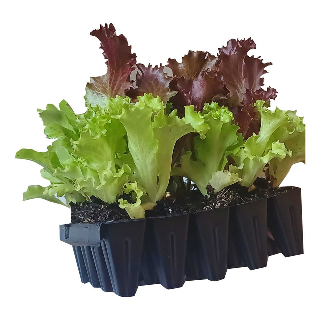 20 Mudas De Alface Crespa Americana, Lisa, Roxa  + Manual