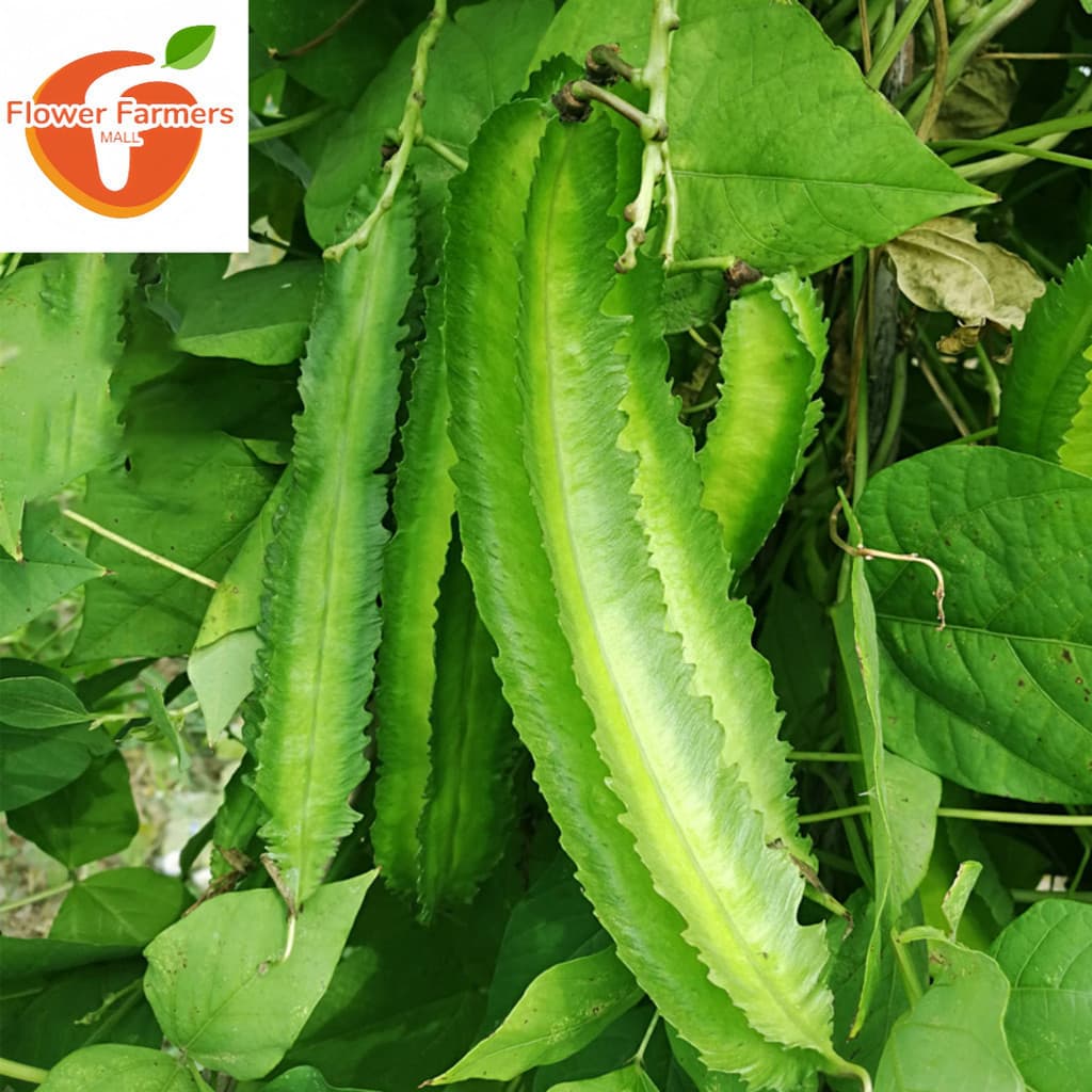 SEMENTES DE FEIJÃO ALADO / (200 500 sementes) SEMENTES DE SIGARILYAS