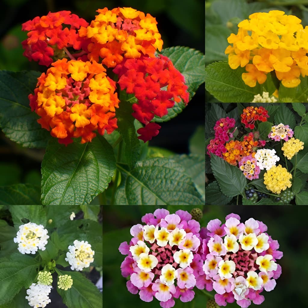 1000 Sementes De Lantana Camara Sortida - Flor Para Jardim 