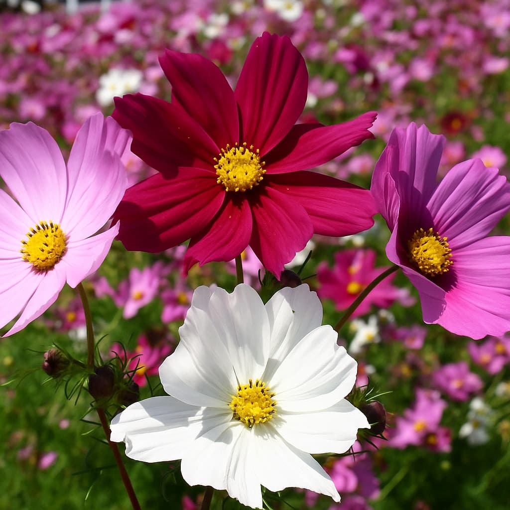 Sementes Cosmos-De-Jardim Sensation Sortida