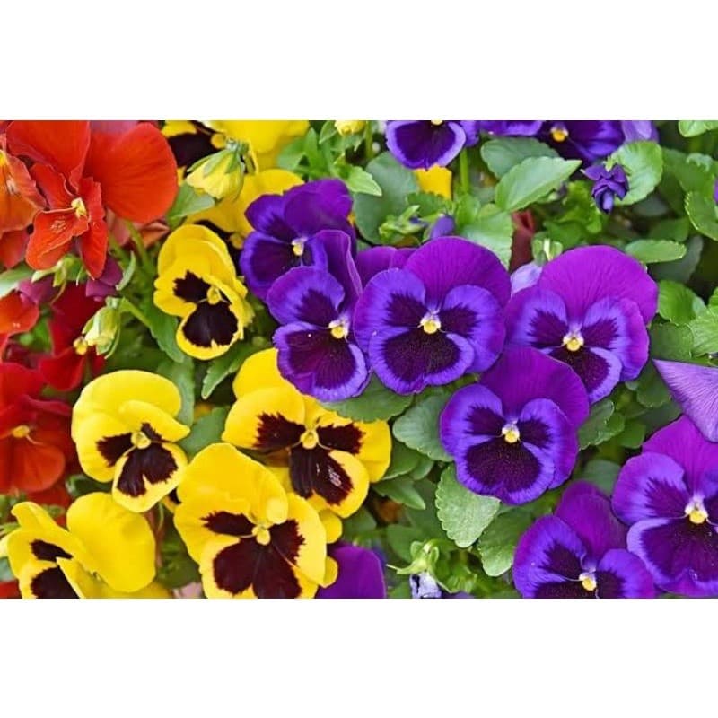 200 sementes 400 sementes 1000 sementes de Amor-Perfeito Sortido