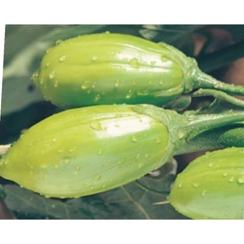 400 sementes de Jiló comprido jaiba