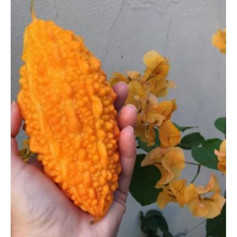 190 Sementes Selecionadas Melão de São Caetano para plantio.