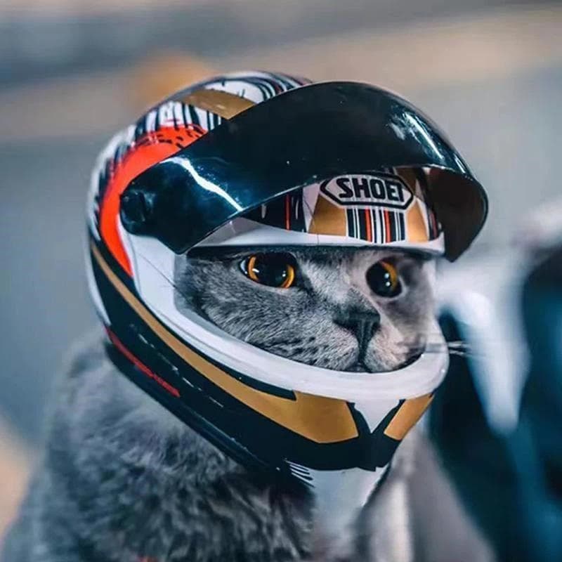 Capacete Para Animais De Estimação Chapéu Cães Gatos Motocicleta