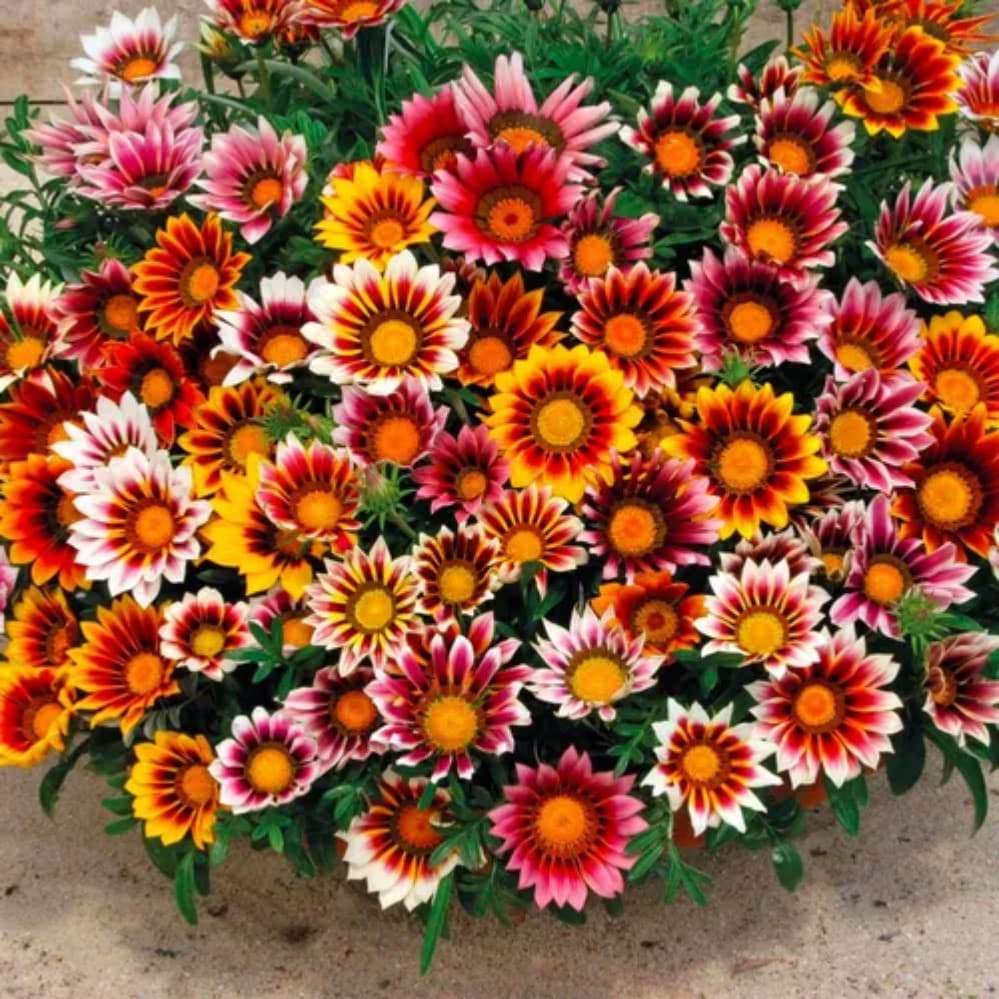 550 Sementes Gazania Ringens Africa Importada P/ Mudas y0 ll