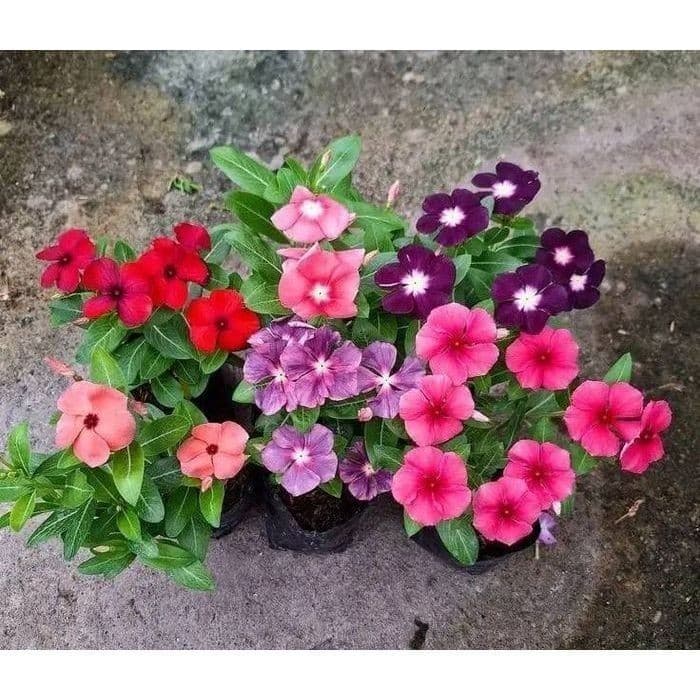 100 sementes vinca mix com manual de cultivo pronta entrega envio 24h I ENVIO RÁPIDO