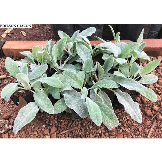 100 sements peixinho da horta com manual de cultivo