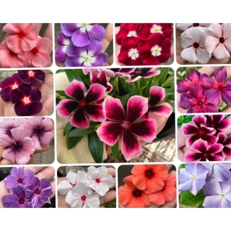150 Sementes Vinca Boa noite raríssimas ( Vincas Madagascar Exóticas ). NV