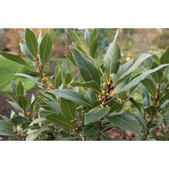 100 sements louro premiun com manual de cultivo ENVIO RÁPIDO! NV