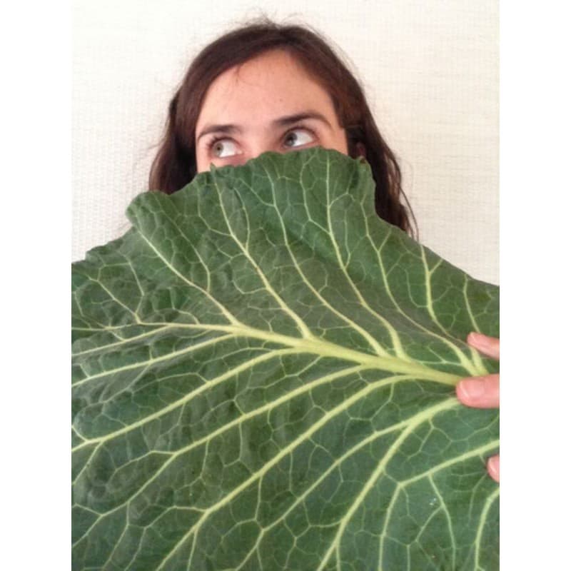 450 Sementes de Couve Manteiga Gigante.