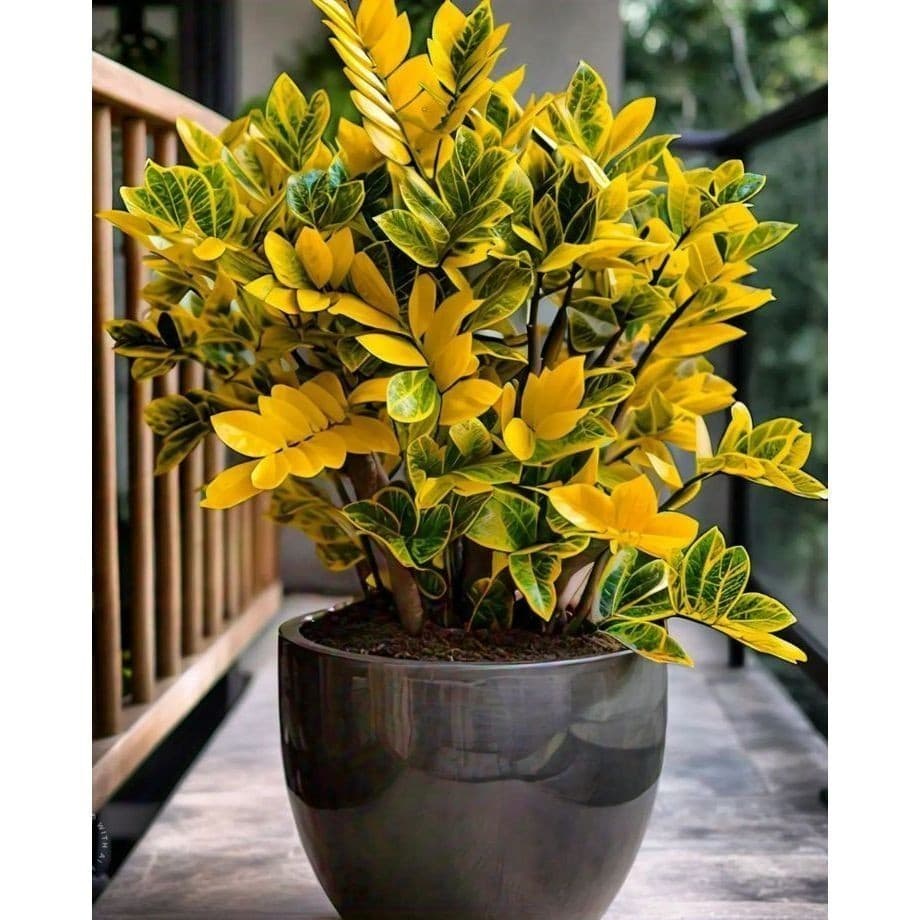 PROMOÇÃO zamiocuca amartela 100 sementes com manual de cultivo II