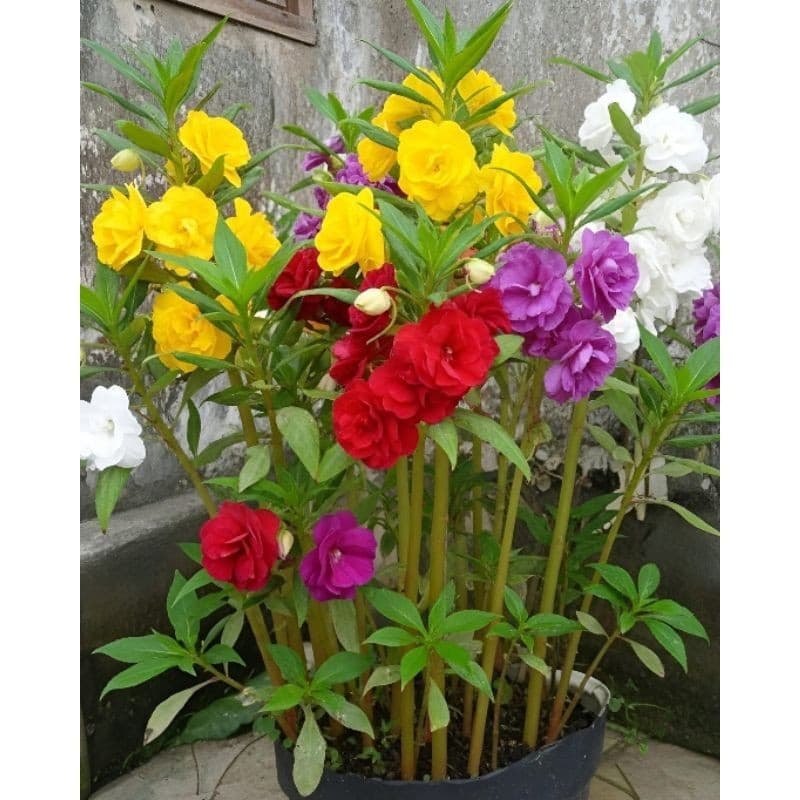 100 Sementes Beijinhos de Frade Dobrados Multicores Exóticas.