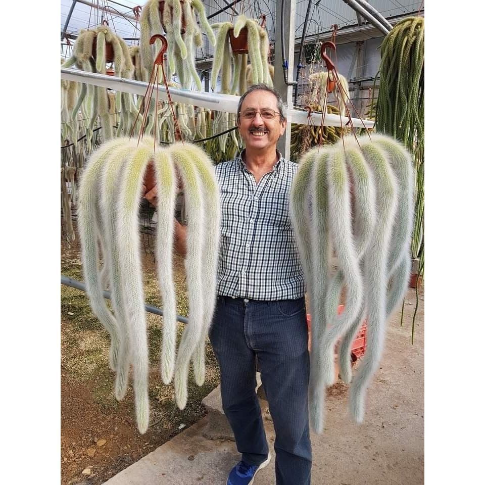 100 sementes cacto rabo de macaco gigante com manual de cultivo pronta entrega envio em 24h