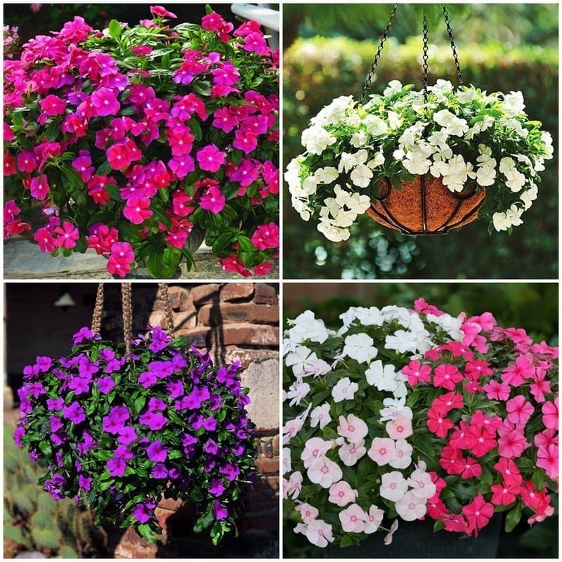 200 Sementes De Vinca Pendente Raras + NV