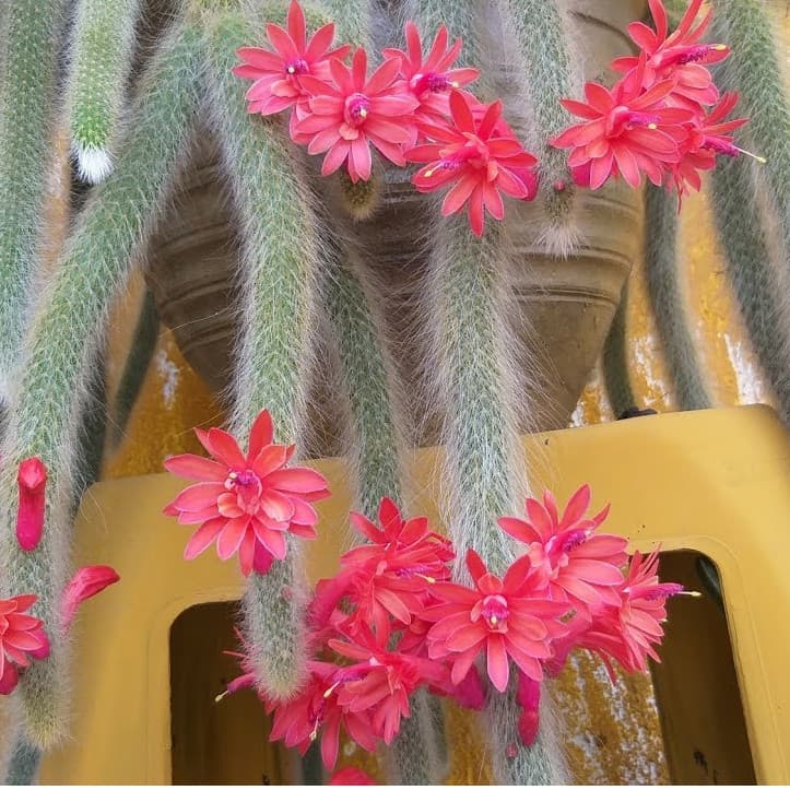 100 sementes de cactos rabo de mico k9 ll NV