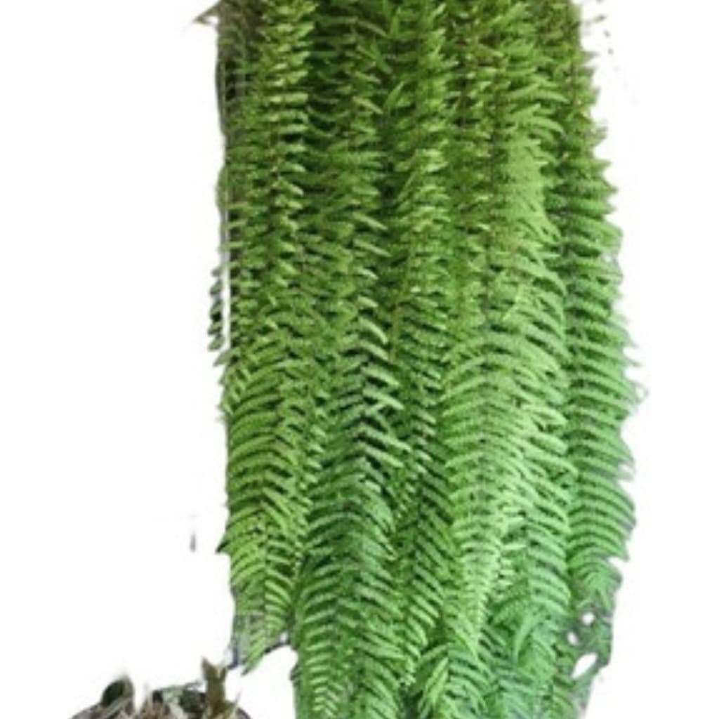 EXCLUSIVO 200 Sementes Samanbaia De Metro Premium EXCLUSIVO