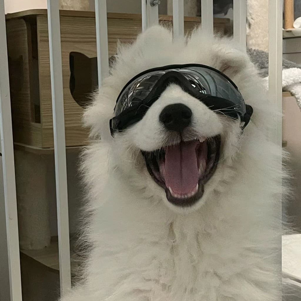 Óculos de Proteção para Cães Grandes – Transparente, Impermeável e com Proteção UV