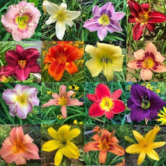 100 sementes lirios sortidos mix de especies com manual de cultivo