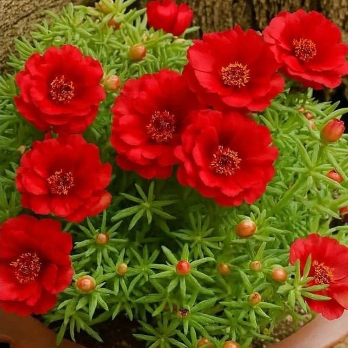 Sementes Flor Onze Horas Dobrada Sortida