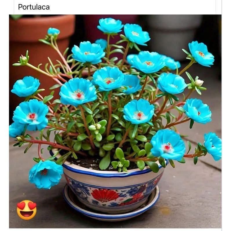 onzs hora portulaka blue 100 sementes com manual de cultivo