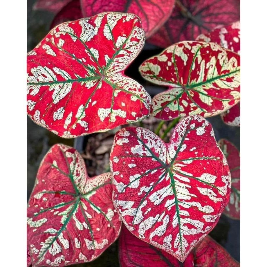 ENVIO SUPER RAPIDO 100 sementes caladium ‘‘Florida Moonlight’ com manual de cultivo pronta entrega envio em 24h l T1
