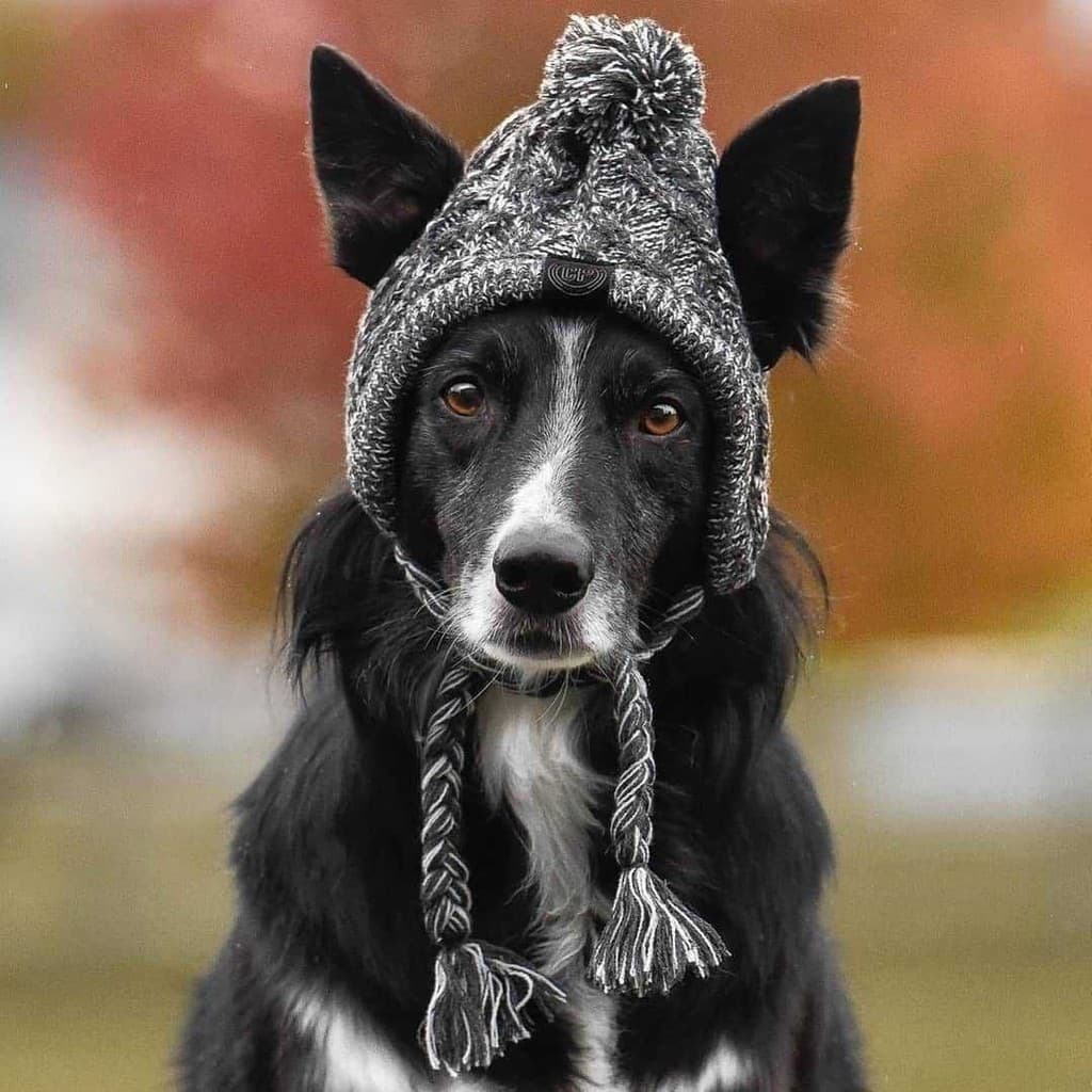 Winter Soft Dog Hats, Warm Pet Dog Knitted Hat, Windproof Knitting Dog Hat HHBRAX2777*&*-**&-